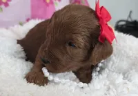 Poppy- mini, a female Goldendoodle for sale in Ladysmith, WI – Photo 7 of 7