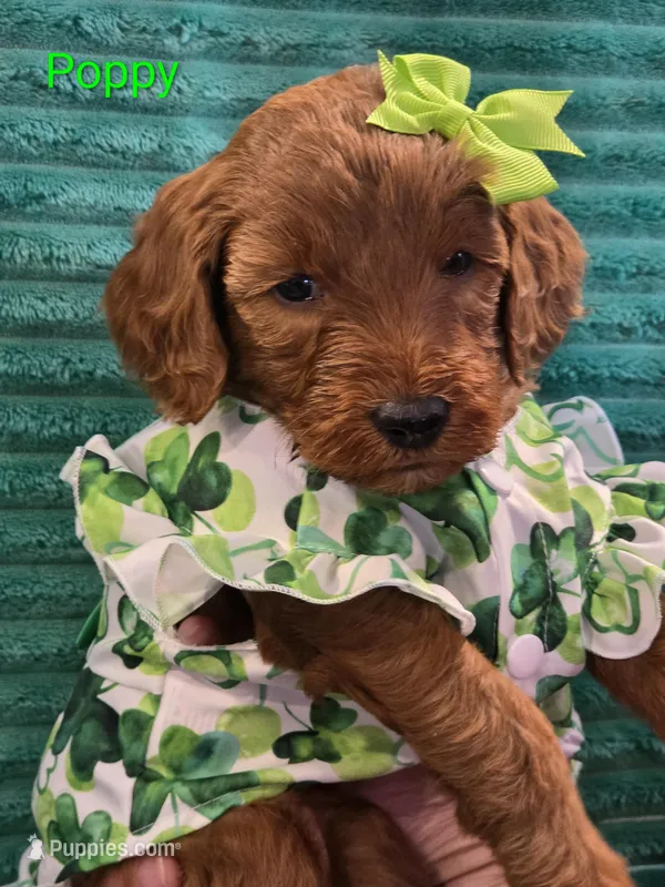 Poppy- mini – Goldendoodle puppy for sale in Ladysmith, WI
