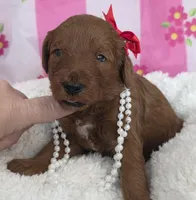 Poppy- mini, a female Goldendoodle for sale in Ladysmith, WI – Photo 5 of 7