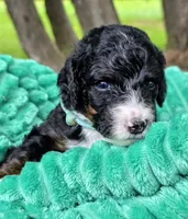 Babe- mini, a male Miniature Bernedoodle for sale in Ladysmith, WI – 5 of 7