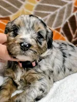Luke-mini, a male Miniature Bernedoodle for sale in Ladysmith, WI – 5 of 10
