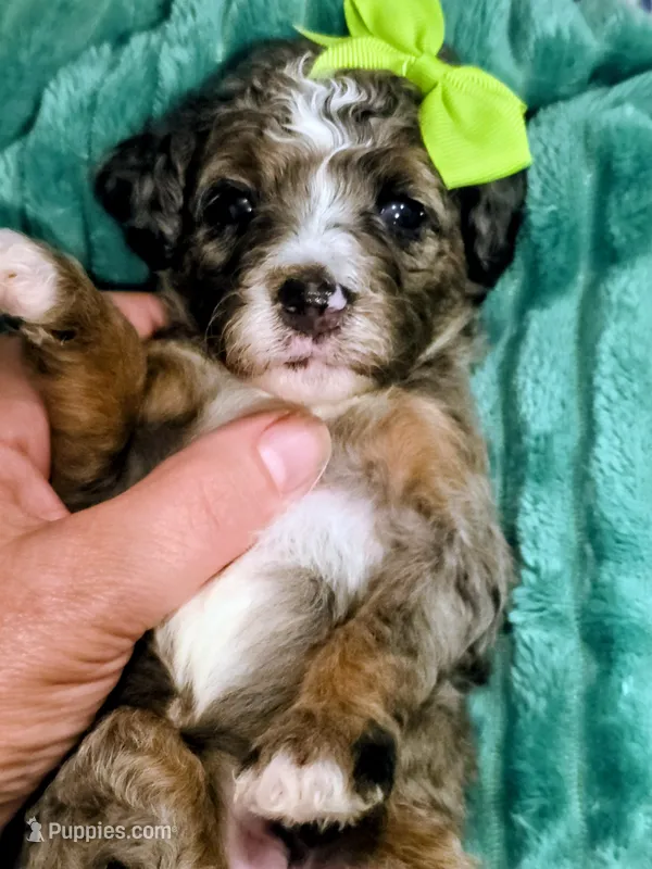 Lainey- mini – Miniature Bernedoodle puppy for sale in Ladysmith, WI