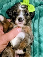 Lainey- mini, a female Miniature Bernedoodle for sale in Ladysmith, WI – 1 of 8