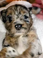 Luke-mini, a male Miniature Bernedoodle for sale in Ladysmith, WI – 2 of 10