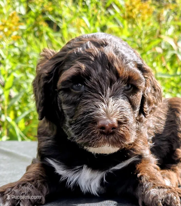 Wally-mini – Portuguese Water Dog, Poodle - Miniature  puppy for sale in Ladysmith, WI