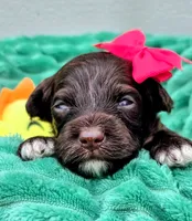 Amelia-mini, a female Portuguese Water Dog and Poodle - Miniature  for sale in Ladysmith, WI – 2 of 6