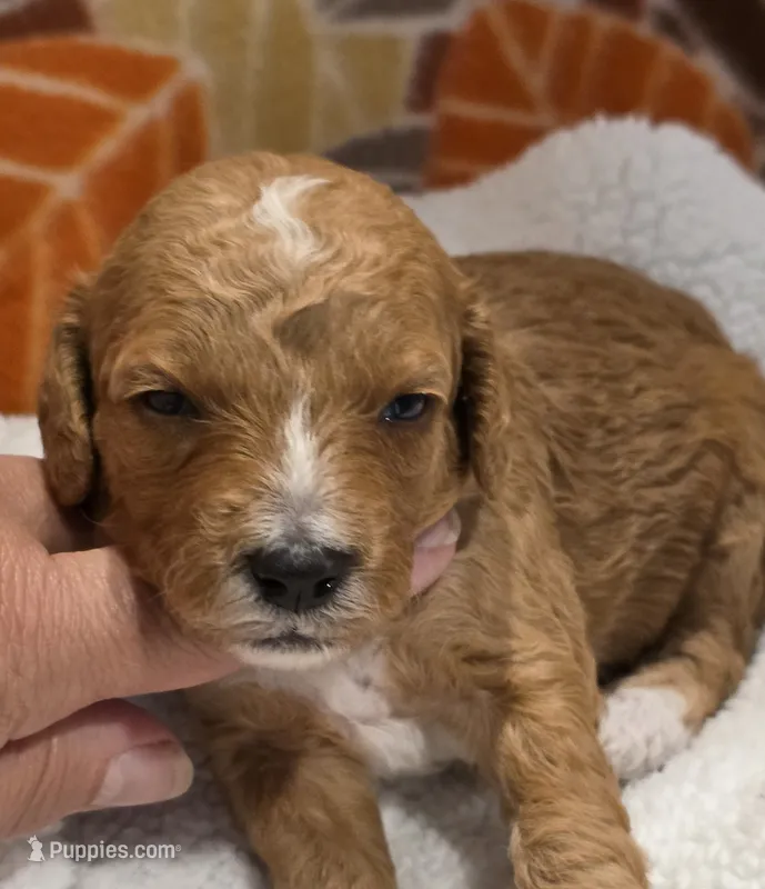 Tucker-mini – Goldendoodle puppy for sale in Ladysmith, WI