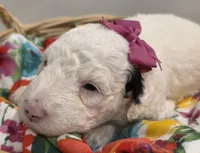 Sugar-mini, a female Poodle - Miniature  and Sheepadoodle for sale in Ladysmith, WI – 2 of 8
