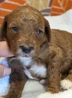 Javon- mini, a male Goldendoodle for sale in Ladysmith, WI – 6 of 7