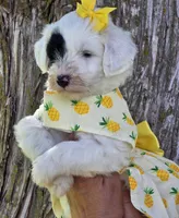 Marina- Mini, a female Portuguese Water Dog for sale in Ladysmith, WI – 2 of 6