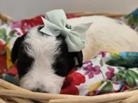 Pearl-mini, a female Poodle - Miniature  and Sheepadoodle for sale in Ladysmith, WI – 4 of 6