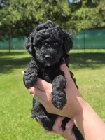 Major , a male Miniature Goldendoodle for sale in Ladysmith, WI – 7 of 10