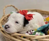 Opal-mini, a female Poodle - Miniature  and Sheepadoodle for sale in Ladysmith, WI – 2 of 8