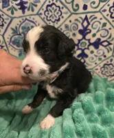 Brett-mini, a male Miniature Bernedoodle for sale in Ladysmith, WI – 8 of 10