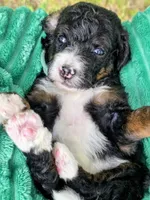 Babe- mini, a male Miniature Bernedoodle for sale in Ladysmith, WI – 6 of 7