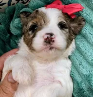 Maya- mini, a female Miniature Bernedoodle for sale in Ladysmith, WI – 2 of 9
