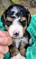 Willie-mini, a male Miniature Bernedoodle for sale in Ladysmith, WI – 3 of 8