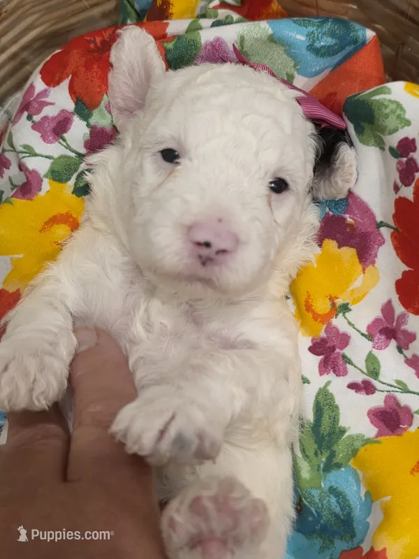 Sugar-mini – Poodle - Miniature , Sheepadoodle puppy for sale in Ladysmith, WI
