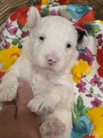 Sugar-mini, a female Poodle - Miniature  and Sheepadoodle for sale in Ladysmith, WI – 1 of 8