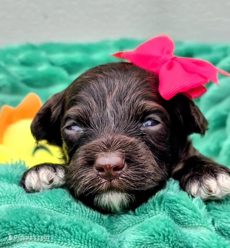 Amelia-mini – Portuguese Water Dog, Poodle - Miniature  puppy for sale in Ladysmith, WI