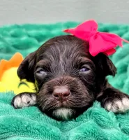 Amelia-mini, a female Portuguese Water Dog and Poodle - Miniature  for sale in Ladysmith, WI – 1 of 6