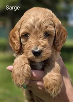 Sarge, a male Miniature Goldendoodle for sale in Ladysmith, WI – 7 of 10