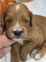 Devonte- mini, a male Goldendoodle for sale in Ladysmith, WI – 2 of 7