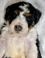 Blake-mini, a male Miniature Bernedoodle for sale in Ladysmith, WI – 7 of 10
