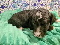 Jordan- mini, a male Miniature Bernedoodle for sale in Ladysmith, WI – 10 of 10