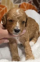 Tucker-mini, a male Goldendoodle for sale in Ladysmith, WI – 8 of 9