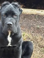 Akamaru, a male Cane Corso for sale in Lawrenceville, GA – Photo 2 of 4