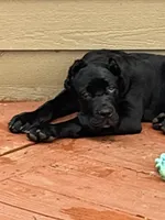 Akamaru, a male Cane Corso for sale in Lawrenceville, GA – Photo 3 of 4