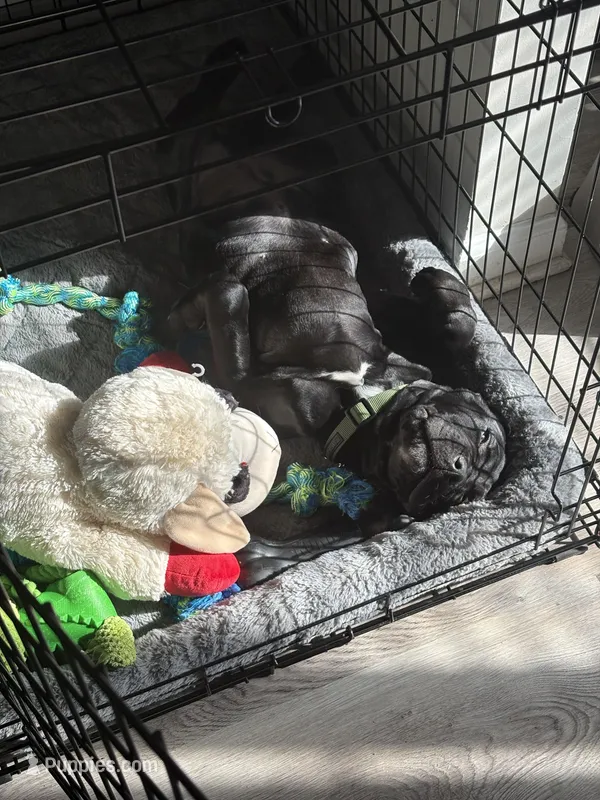 Akamaru – Cane Corso puppy for sale in Lawrenceville, GA