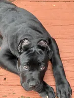 Akamaru, a male Cane Corso for sale in Lawrenceville, GA – Photo 4 of 4