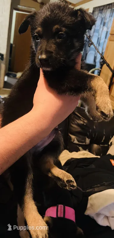 Loca – German Shepherd Dog puppy for sale in New Glarus, WI