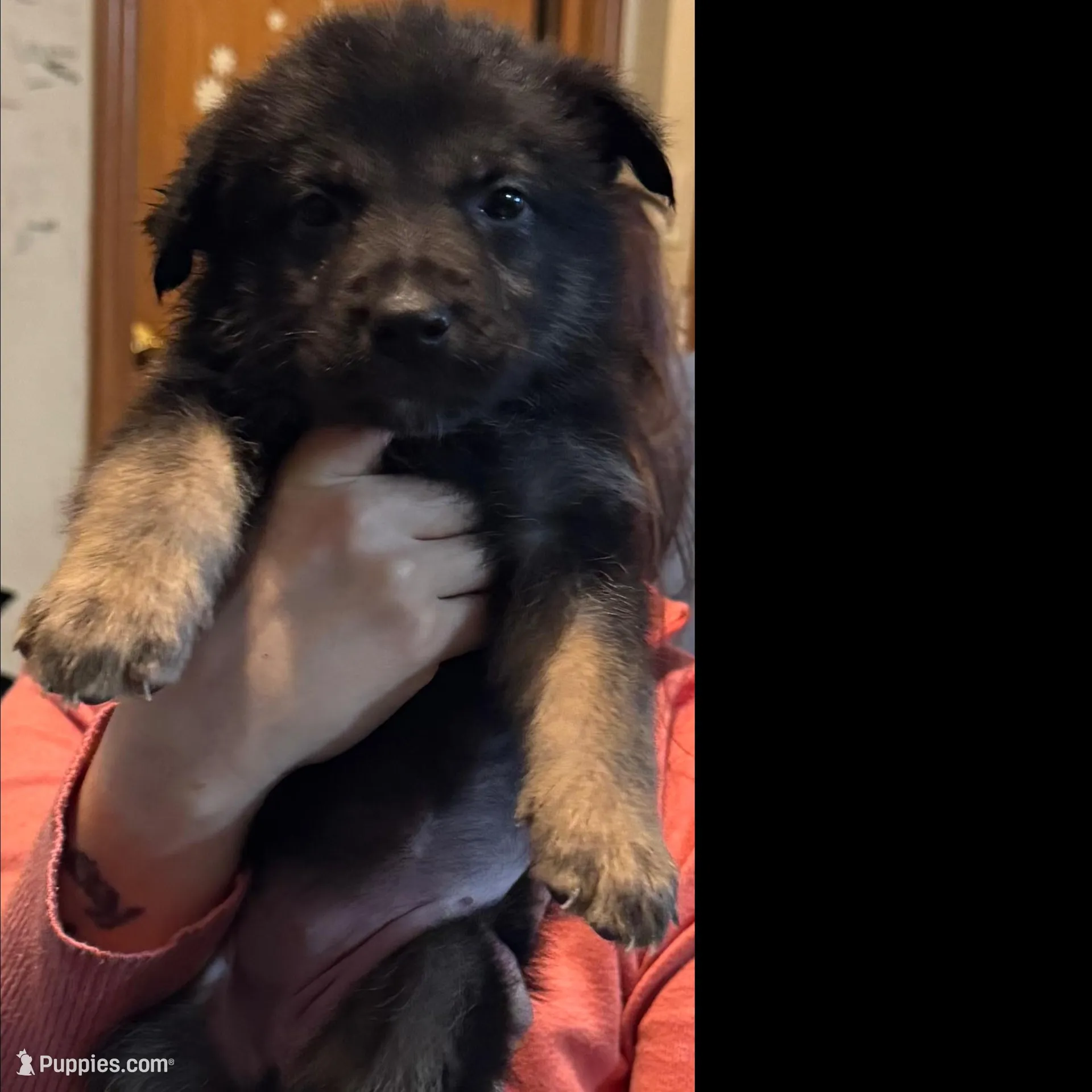 Precious  – German Shepherd Dog puppy for sale in New Glarus, WI