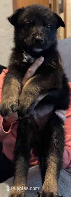 Marco – German Shepherd Dog puppy for sale in New Glarus, WI