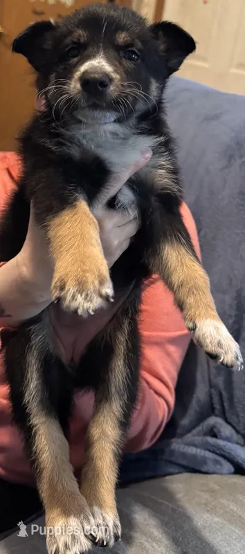 Lady – German Shepherd Dog puppy for sale in New Glarus, WI