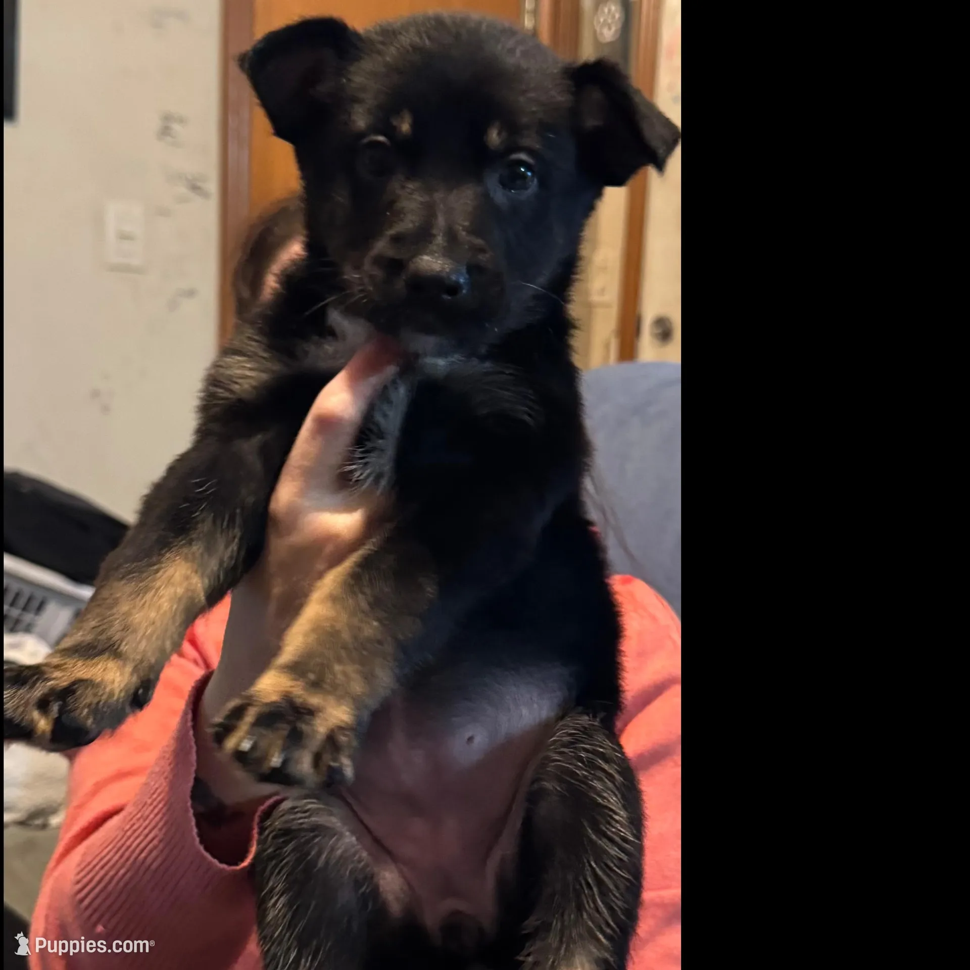 Sweetheart  – German Shepherd Dog puppy for sale in New Glarus, WI