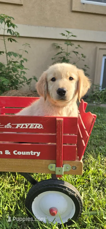 Gray – Golden Retriever, English Cream Golden Retriever puppy for sale in Chariton, IA