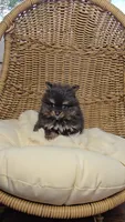 Kiwi, a male Pomeranian for sale in Chariton, IA – 5 of 5