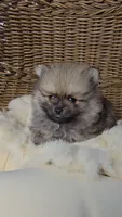 Wolfie, a male Pomeranian for sale in Chariton, IA – 3 of 4