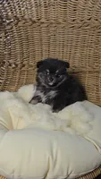 Koda, a male Pomeranian for sale in Chariton, IA – 3 of 6