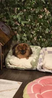 Panda, a female Pomeranian for sale in Chariton, IA – 5 of 6