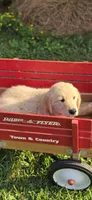 Yellow, a male Golden Retriever and English Cream Golden Retriever for sale in Chariton, IA – 4 of 4