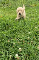 Blue, a male Golden Retriever and English Cream Golden Retriever for sale in Chariton, IA – 3 of 8