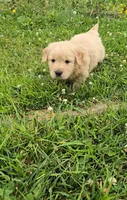 Brown, a male Golden Retriever and English Cream Golden Retriever for sale in Chariton, IA – 5 of 10