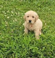 Orange, a male Golden Retriever and English Cream Golden Retriever for sale in Chariton, IA – 2 of 7