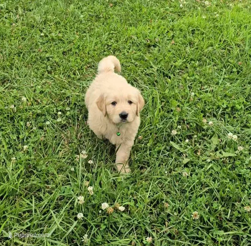 Green – Golden Retriever, English Cream Golden Retriever puppy for sale in Chariton, IA