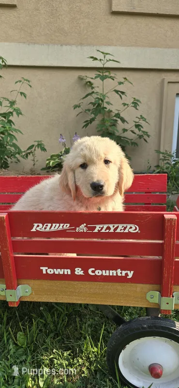 Green – Golden Retriever, English Cream Golden Retriever puppy for sale in Chariton, IA